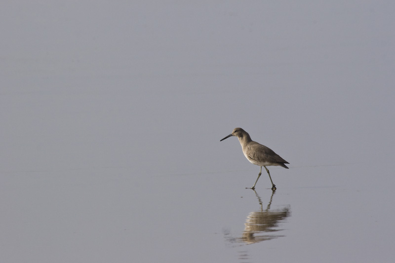 Willet Reflected On Wet Sand